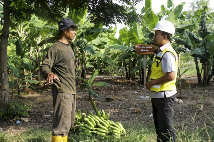 SIG Manfaatkan Lahan Pascatambang Jadi Kebun Pisang