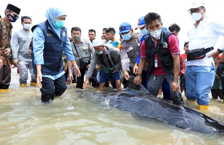 49 Ikan Paus Terdampar di Perairan Bangkalan,  Khofifah Minta Dokter Hewan Teliti Penyebab Kematian