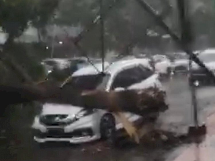 Akibat Hujan dan Agin Kencang, Pohon Tumbang Timpa Mobil Parkir di Jember