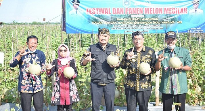 Panen Raya Melon, Lamongan Kombengkan Produk Holtikultura