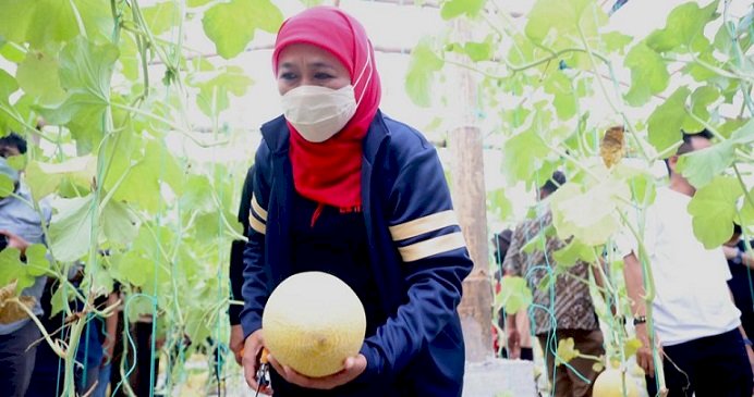 Budidaya Golden Melon di Ngrowo Bening, Edu Park, Kota  Madiun, Khofifah: Istimewa karena Libatkan Pramuka dan Pelajar