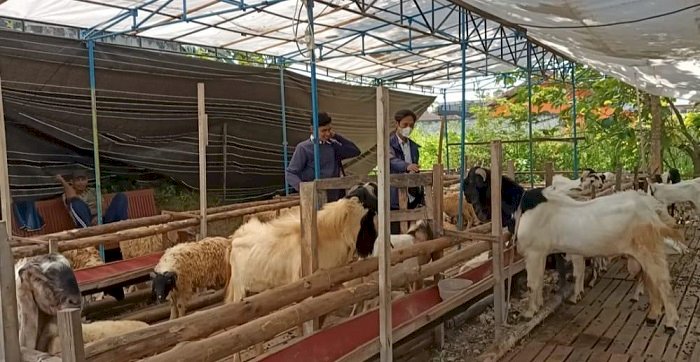 Dampak dari PMK di Tuban, Penjual Kambing Alami Untung Besar