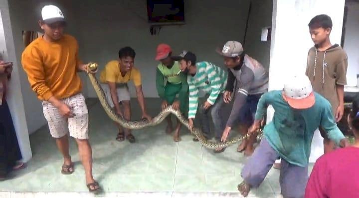 Ular Piton 5 Meter di Jombang Ditangkap Warga