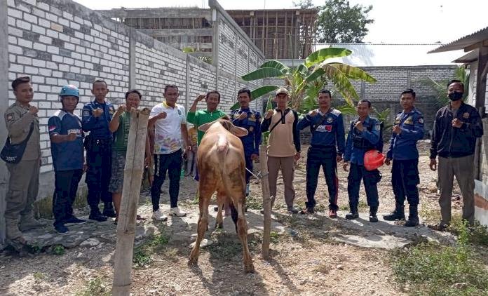 Satpol PP dan Bamkar Evakuasi Sapi dari Sumur