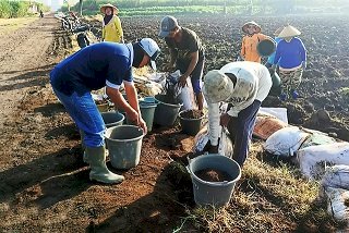 BAP jadi Solusi Terbatasnya Pupuk Bersubsidi