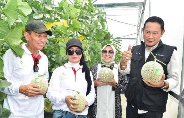 Petik Perdana Melon Hidroponik, Bupati Yuhronur Efendi Optimis Menjadi Pusat Edukasi Agrowisata