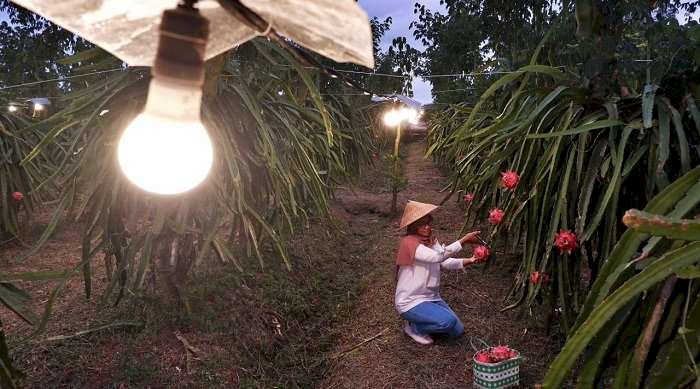 Program EA Raih Energy Globe Award 2023, PLN Akan Wakili Indonesia di Tingkat Global