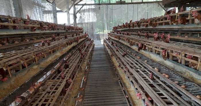 Pemkab Kediri Salurkan Jagung Subsidi , Sebanyak 31.041 Ton untuk Peternak Ayam Petelur 