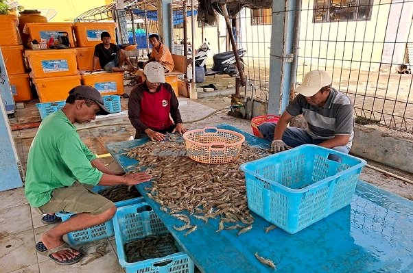 Produksi Udang Vaname di IBL Boncong Capai 5 Kuintal