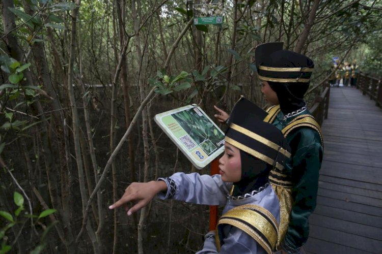 Kebun Raya Mangrove Surabaya Miliki 59 Jenis Koleksi, Terlengkap di Indonesia