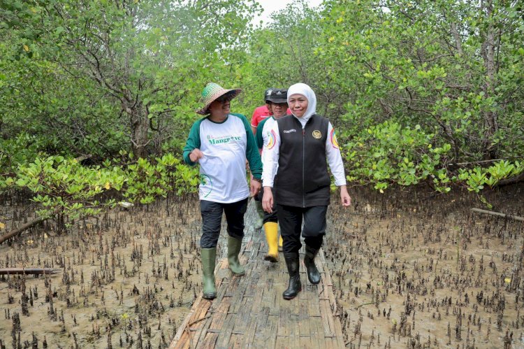 Khofifah Ajak Aksi Nyata Pelestarian Mangrove