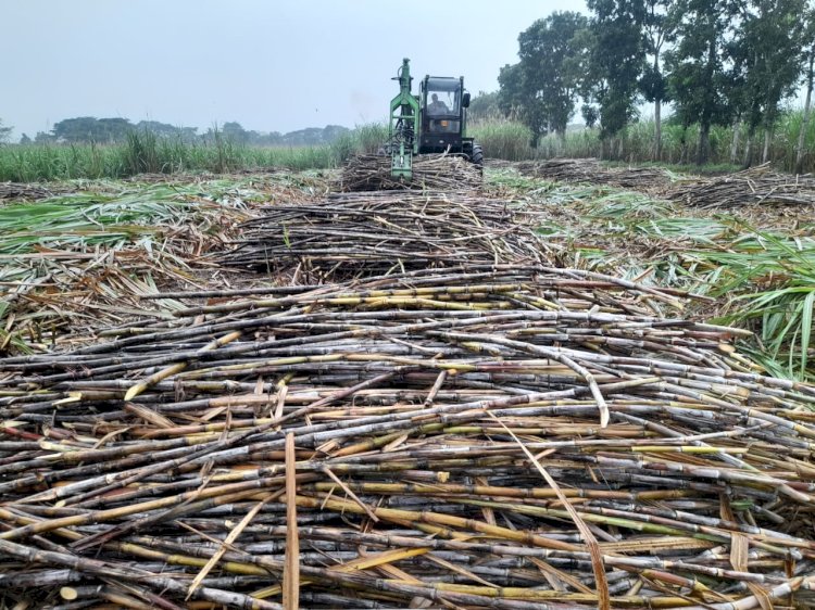 Kebun Kalitelepak Raih Produktivitas 164 % untuk Dukung Swasembada Gula Nasional