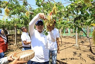 Ingin Kembalikan Icon Probolinggo sebagai Kota Mangga dan Anggur