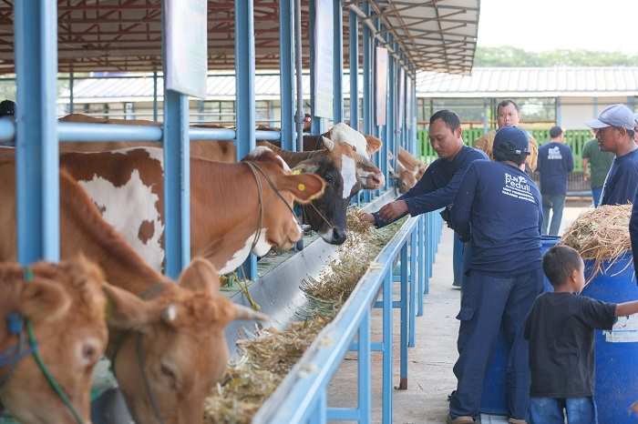  Program CSR Inovatif Si Pandu dan Desi Milik PLN Nusantara Power Dapat Apresiasi dari Dinas KP2P Tuban