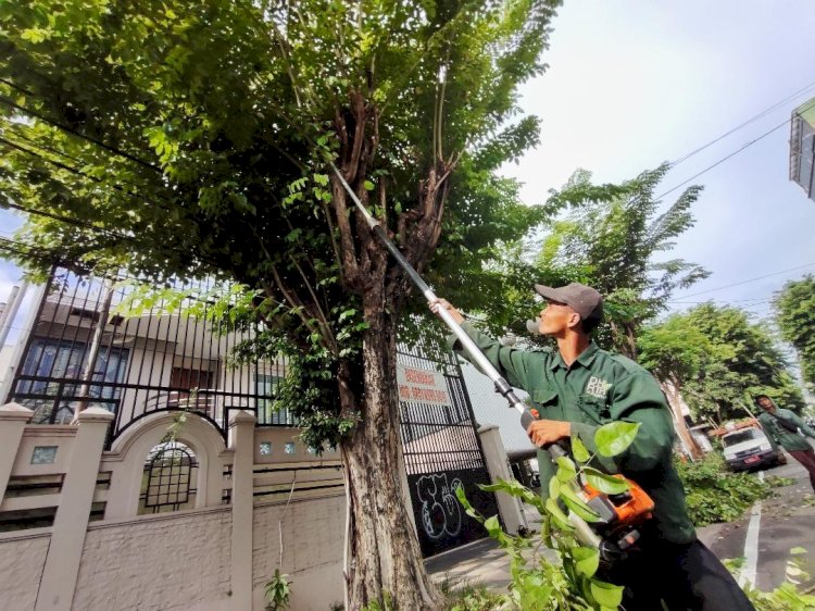 Minimalisir Pohon Tumbang, Setiap Hari Intensifkan Perantingan