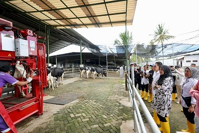 Dikelola Secara Modern, Peternakan di Banyuwangi Mampu Produksi Susu Sapi Segar 32 Ton/Hari