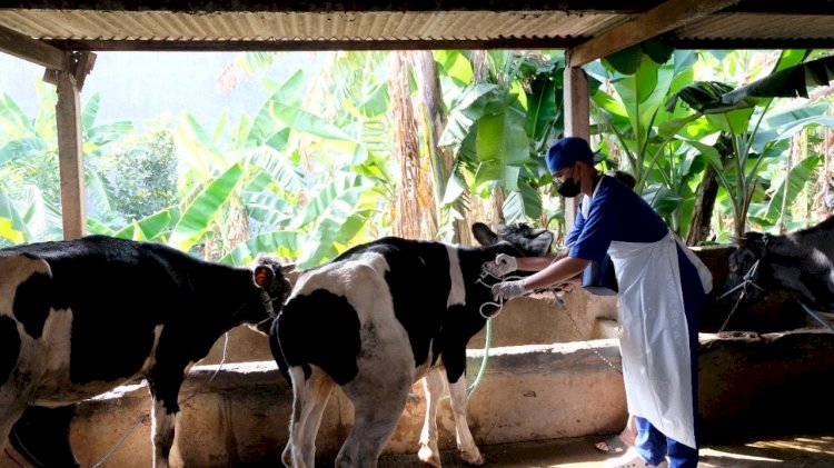 Monitoring Lapangan Antisipasi Wabah PMK Diperketat