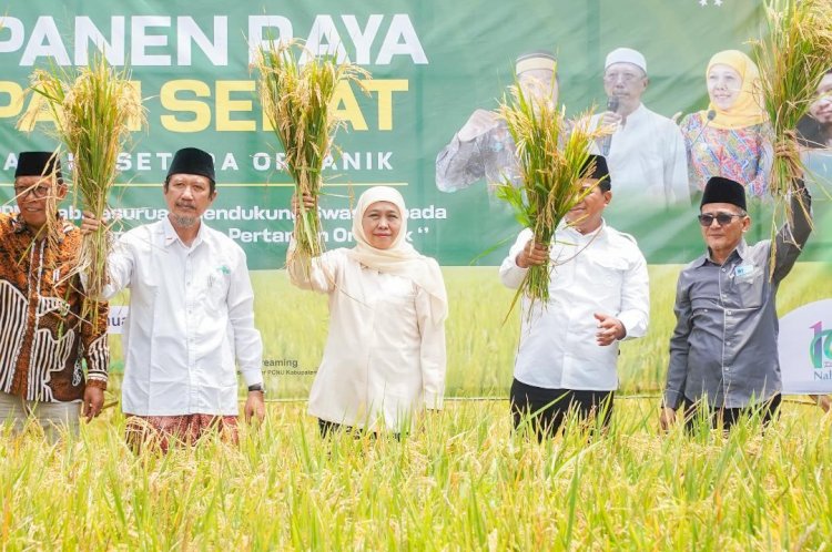 Khofifah Panen Raya Padi Sehat Gunakan Pupuk Probiotik