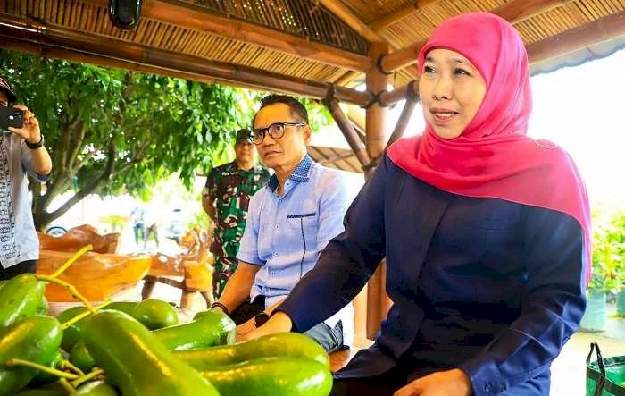 Gubernur Jawa Timur, Khofifah Kenalkan Alpukat Kelud, Jumbo Asli Kediri