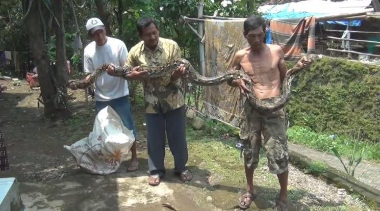 Ular Piton 4 Meter Gegerkan Warga Mojokerto