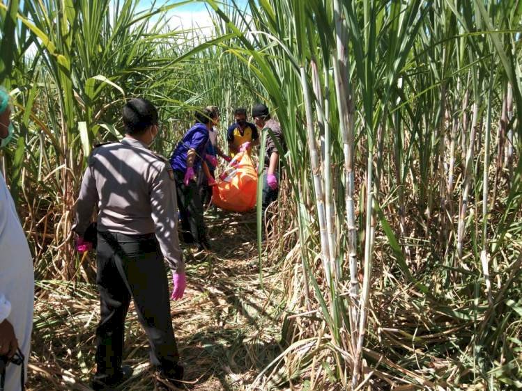 Mayat Mr X Terlanjang di Lahan Tebu Tulangan