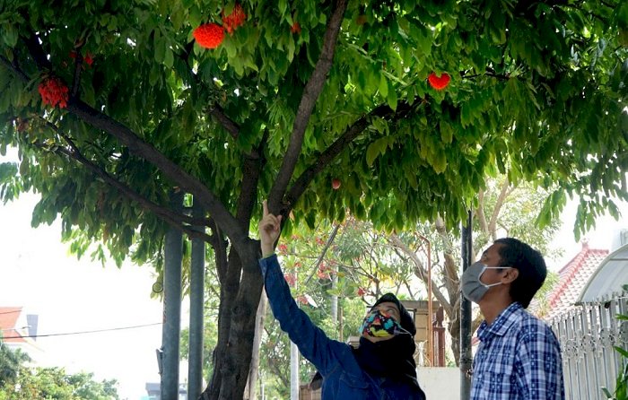 Bunga Mawar Venezuela Mulai Bermekaran di Surabaya