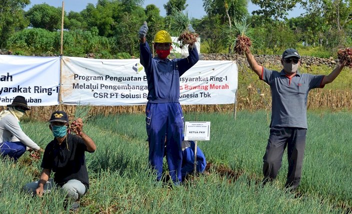 SBI Dorong Warga Tuban Budidaya Bawang Merah