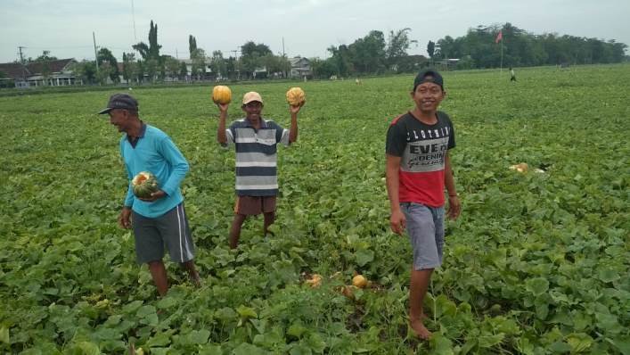 Viral di Medsos, Video Petani Blewah Kesal Gagal Panen