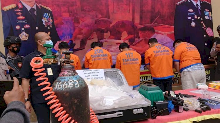 Pengiriman 33 Ribu Baby Lobster Ilegal Digagalkan