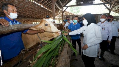 Pemkab Banyuwangi, Buka Pelayanan Keliling Hewan Ternak