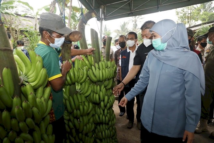 Pisang Mulia, Unggulan Baru Kabupaten Malang, Tekstur Cavendis, Penampilang Ambon 