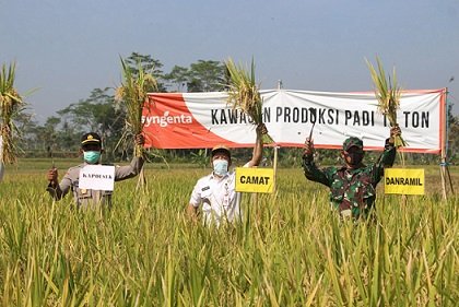 Petani Kabupaten Padang Gunakan Varietas Suppadi, Bisa Panen 2 Kali Lipat