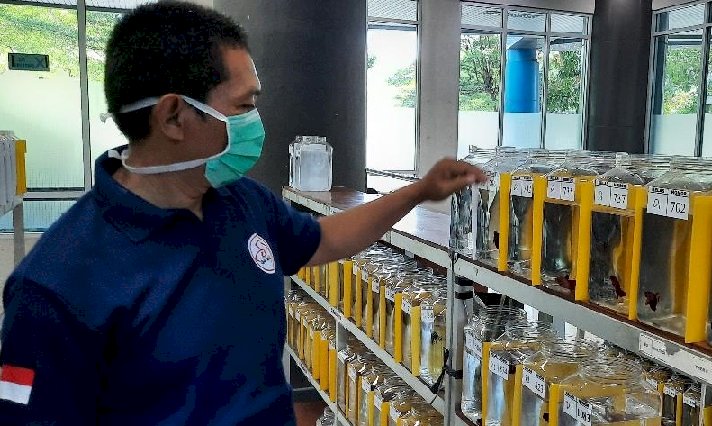 Kediri Penghasil Cupang Istimewa di Indonesia, Siap Sambut Kontes Berhadiah Mobil