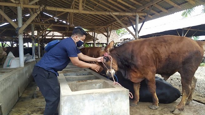 Jelang Idul Adha, Dispertan Bondowoso Periksa Kesehatan Hewan Qurban