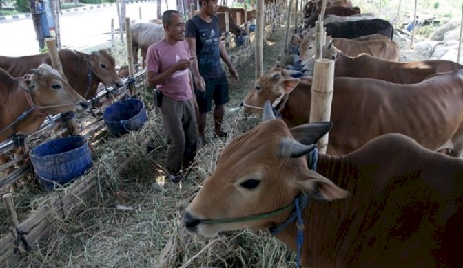 Kebutuhan Ternak saat Idhul Adha di Jatim Mencukupi