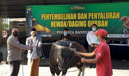 Polresta Banyuwangi Serahkan HewanKurban 9 Sapi dan 7 Kambing