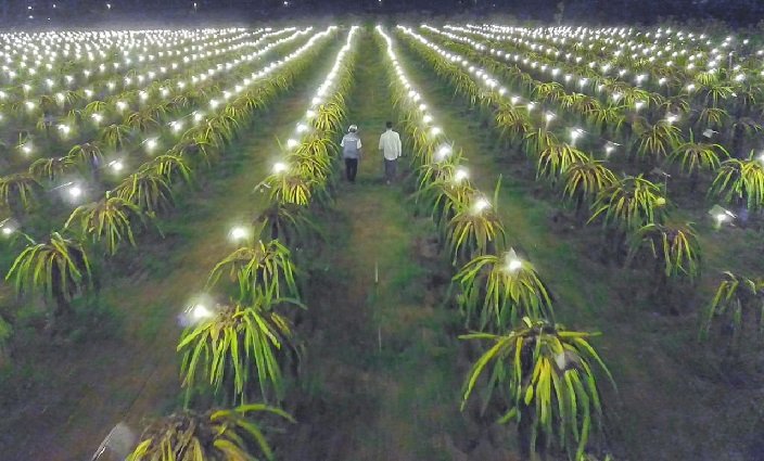 Listrik Sang Naga Merambah Mojokerto, Panen Petani Naik 3 Kali Lipat