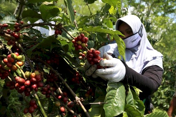 PTPN XII Targetkan Produksi Kopi sebanyak 3.601 Ton