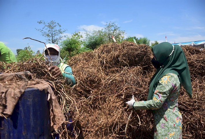 Kangkung Kosmetik di Mojokerto Panen Raya, Petani Bisa Untung Puluhan Jutaan Rupiah