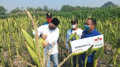 Gus Barra Penen Raya Jagung Unggul