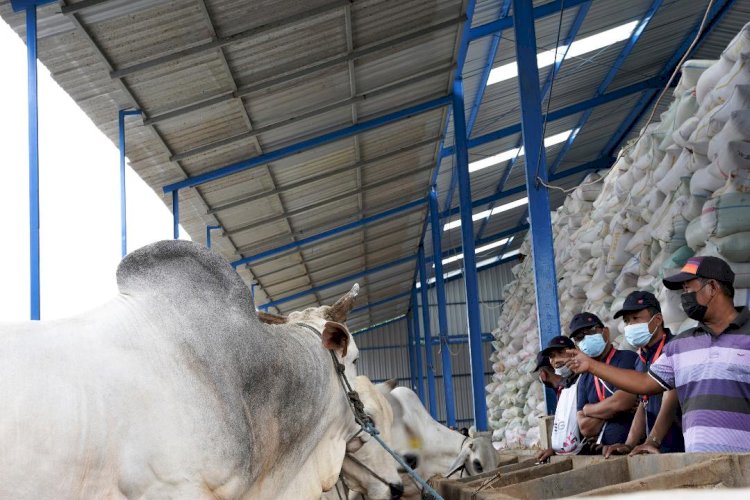 SIG Berikan Pelatihan UMKM Peternakan