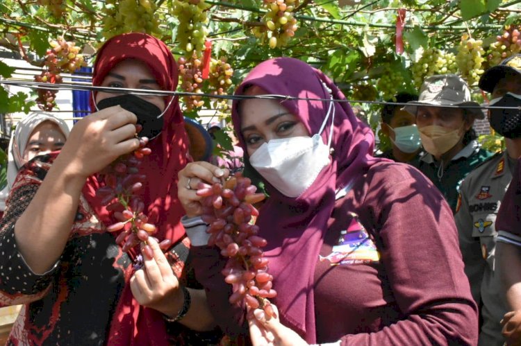 Wisata Kampung Anggur Diresmikan Bupati Mojokerto