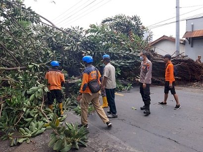 Akibat Pohon Besar Tumbang ke Jalan, Arus Lalu Lintas di Pantura Sempat Matot