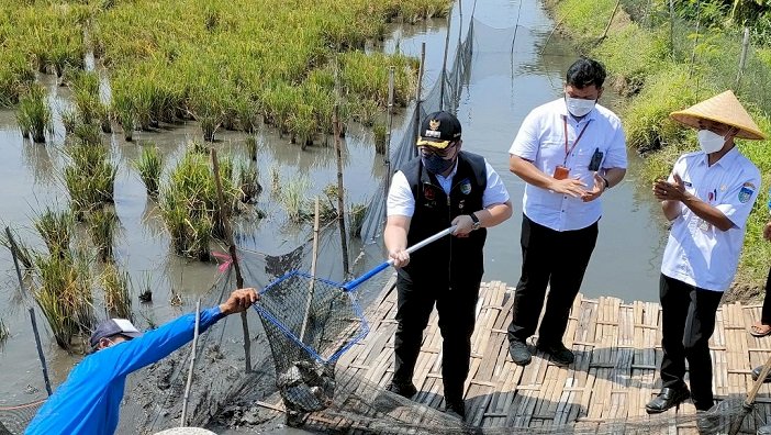 Bupati Kediri Panen Ikan Nila Perdana Budidaya Sistem Minapadi