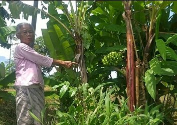 Unik, Buah Pisang Barlin di Banyuwangi, Muncul di Tengah Batang