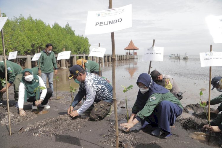 Pelindo Regional 3 Tanam  32 Ribu Bibit Pohon Mangrove