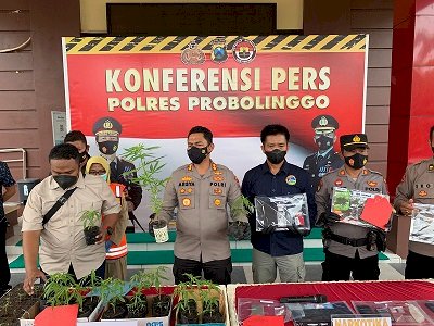 Polres Tangkap Pengedar Ganja di Probolinggo