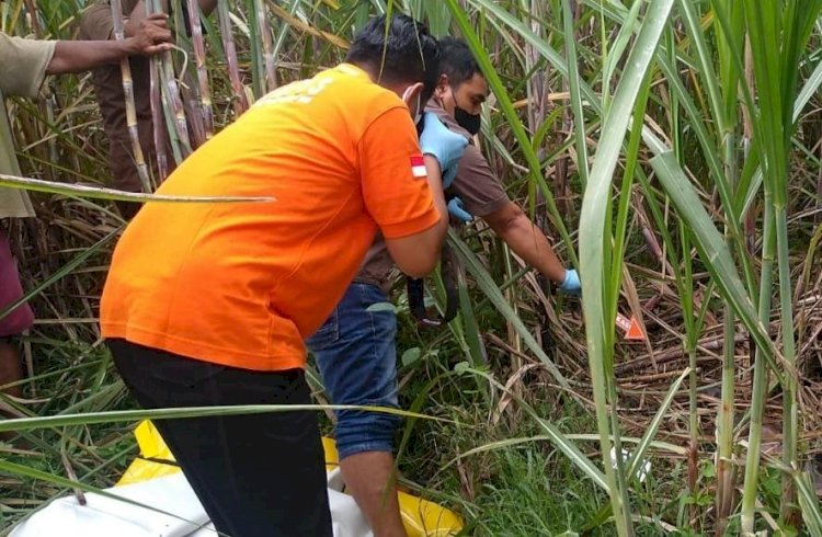 Mayat Perempuan Telanjang Ditemukan di Kebun Tebu