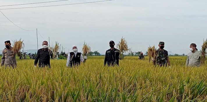 Panen Raya Padi di Tuban, Gubernur Disambati Petani Kredit Yarnen