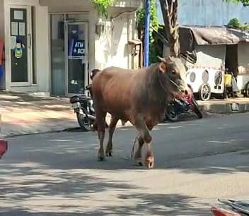 Sapi Limousin Mengamuk di Rogojampi